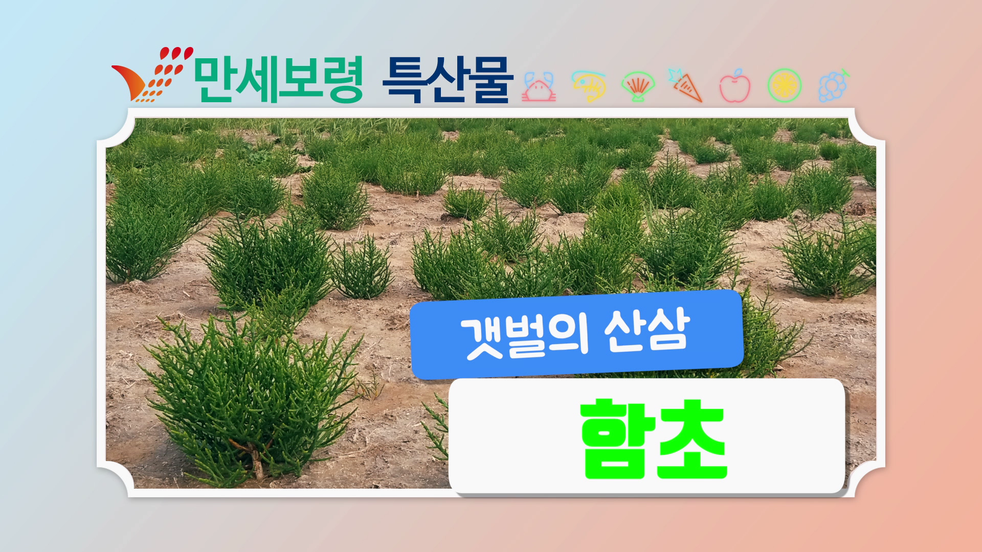 갯벌의 산삼 함초